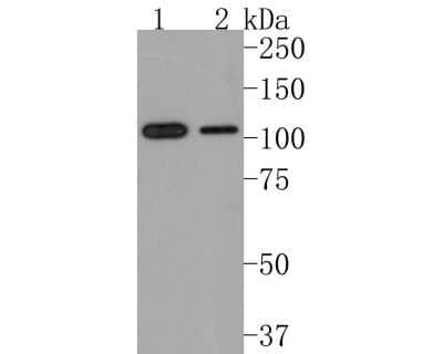 Western Blot: ABCF1 Antibody (SN07-12) [NBP2-67698] - Analysis of ABCF1 on different lysates. Proteins were transferred to a PVDF membrane and blocked with 5% BSA in PBS for 1 hour at room temperature. The primary antibody (1/500) was used in 5% BSA at room temperature for 2 hours. Goat Anti-Rabbit IgG - HRP Secondary Antibody at 1:200,000 dilution was used for 1 hour at room temperature. Positive control: Lane 1: K562 cell lysate Lane 2: Hela cell lysate Predicted band size: 96 kDa Observed band size: 105 kDa