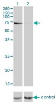 Western Blot: ABCF2 Antibody (1D11) [H00010061-M01] - Analysis of ABCF2 over-expressed 293 cell line, cotransfected with ABCF2 Validated Chimera RNAi ( Cat # H00010061-R01V ) (Lane 2) or non-transfected control (Lane 1). Blot probed with ABCF2 monoclonal antibody (M01), clone 1D11 (Cat # H00010061-M01 ). GAPDH ( 36.1 kDa ) used as specificity and loading control.