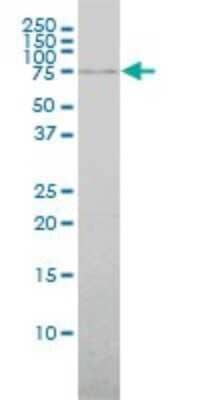 Western Blot: ABCF2 Antibody (1D11) [H00010061-M01] - ABCF2 monoclonal antibody (M01), clone 1D11 Analysis of ABCF2 expression in Hela.