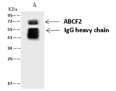 Immunoprecipitation: ABCF2 Antibody [NBP2-98977] - ABCF2 was immunoprecipitated using: Lane A: 0.5 mg HeLa Whole Cell Lysate 1 ul anti-ABCF2 rabbit polyclonal antibody and 60 ug of Immunomagnetic beads Protein A/G.  Primary antibody: Anti-ABCF2 rabbit polyclonal antibody, at 1:500 dilution. Secondary antibody: Goat Anti-Rabbit IgG (H+L)/HRP at 1/10000 dilution. Developed using the ECL technique. Performed under reducing conditions. Predicted band size: 71 kDa. Observed band size: 71 kDa.