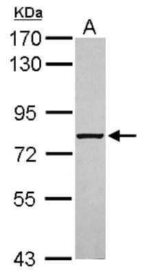 Western Blot: ABCF3 Antibody [NBP2-15227] - Sample (30 ug of whole cell lysate) A: Jurkat 7.5% SDS PAGE; antibody diluted at 1:1000.