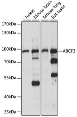 Western Blot: ABCF3 Antibody [NBP2-92211] - Analysis of extracts of various cell lines, using ABCF3 at 1:1000 dilution.Secondary antibody: HRP Goat Anti-Rabbit IgG (H+L) at 1:10000 dilution.Lysates/proteins: 25ug per lane.Blocking buffer: 3% nonfat dry milk in TBST.Detection: ECL Basic Kit .Exposure time: 30s.