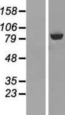 Western Blot: ABCF3 Overexpression Lysate (Adult Normal) [NBL1-07185] Left-Empty vector transfected control cell lysate (HEK293 cell lysate); Right -Over-expression Lysate for ABCF3.