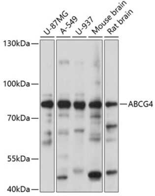 Western Blot: ABCG4 Antibody [NBP2-92174] - Analysis of extracts of various cell lines, using ABCG4 at 1:1000 dilution.Secondary antibody: HRP Goat Anti-Rabbit IgG (H+L) at 1:10000 dilution.Lysates/proteins: 25ug per lane.Blocking buffer: 3% nonfat dry milk in TBST.Detection: ECL Basic Kit .Exposure time: 5s.