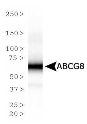 Western Blot: ABCG8 Antibody (1B10A5) - Azide and BSA Free [NBP2-80560] - Analysis of ABCG8 expression in ABCG8 lysate using NBP1-71706. Image from the standard format of this antibody.