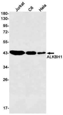 Western Blot: ABH1 Antibody (S04-4C5) [NBP3-14988] - Western blot detection of ABH1 in Jurkat, C6, Hela cell lysates using ABH1 Rabbit mAb (1:500 diluted). Predicted band size: 44kDa. Observed band size: 44kDa.