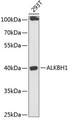 Western Blot: ABH1 Antibody [NBP2-92691] - Analysis of extracts of 293T cells, using ABH1 .Exposure time: 30s.