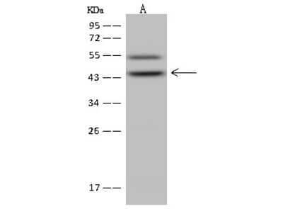 Western Blot ABH1 Antibody