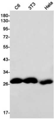 Western Blot: ABH2 Antibody (S05-5H7) [NBP3-14989] - Western blot detection of ABH2 in C6, 3T3, Hela cell lysates using ABH2 Rabbit mAb (1:1000 diluted). Predicted band size: 29kDa. Observed band size: 29kDa.