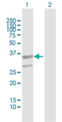 Western Blot: ABHD11 Antibody [H00083451-B01P] - Analysis of ABHD11 expression in transfected 293T cell line by ABHD11 polyclonal antibody.  Lane 1: ABHD11 transfected lysate(34.65 KDa). Lane 2: Non-transfected lysate.