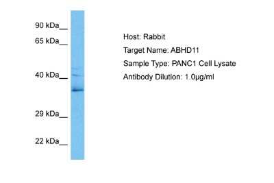 Western Blot: ABHD11 Antibody [NBP2-86940] - Host: Rabbit. Target Name: ABHD11. Sample Tissue: Human PANC1 Whole Cell lysates. Antibody Dilution: 1ug/ml