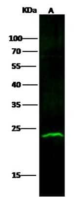 Western Blot: ABHD14B Antibody (011) [NBP2-90260] - Anti-ABHD14B rabbit monoclonal antibody at 1:500 dilution. Lane A: Jurkat Whole Cell Lysate. Lysates/proteins at 30 ug per lane. Secondary: Goat Anti-Rabbit IgG H&L (Dylight800) at 1/10000 dilution. Developed using the Odyssey technique. Predicted band size:22 kDa. Observed band size:23 kDa.