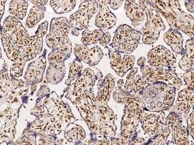 Immunohistochemistry-Paraffin: ABHD14B Antibody [NBP3-00217] - Staining of human ABHD14B in human placenta with rabbit polyclonal antibody (1:5000).