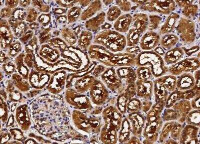 Immunohistochemistry-Paraffin: ABHD14B Antibody [NBP3-00217] - Human ABHD14B in human kidney with rabbit polyclonal antibody (1:5000).