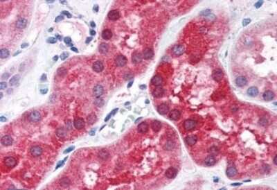 Immunohistochemistry-Paraffin ABHD4 Antibody