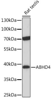 Western Blot ABHD4 Antibody - Azide and BSA Free