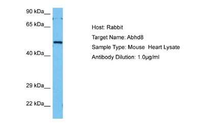 Western Blot ABHD8 Antibody - BSA Free