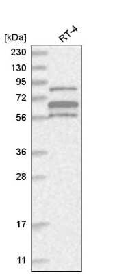 Western Blot: ABI1 Antibody [NBP2-56144] - Analysis in human cell line RT-4.