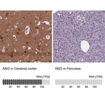 Immunohistochemistry-Paraffin: ABI2 Antibody [NBP2-49637] - Staining in human cerebral cortex and pancreas tissues using anti-ABI2 antibody. Corresponding ABI2 RNA-seq data are presented for the same tissues.