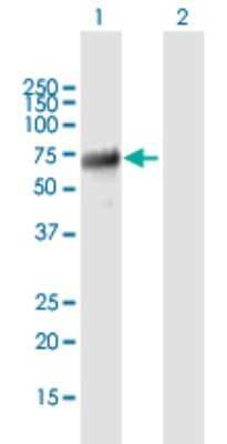 Western Blot: ABI2 Antibody [H00010152-B01P] - Analysis of ABI2 expression in transfected 293T cell line by ABI2 polyclonal antibody.  Lane 1: ABI2 transfected lysate(52.25 KDa). Lane 2: Non-transfected lysate.