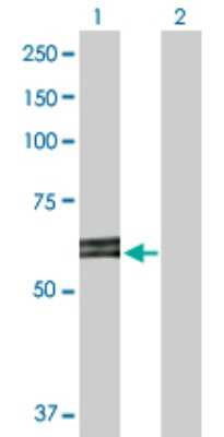 Western Blot: ABI2 Antibody [H00010152-D01P] - Analysis of ABI2 expression in transfected 293T cell line by ABI2 polyclonal antibody.Lane 1: ABI2 transfected lysate(52.40 KDa).Lane 2: Non-transfected lysate.