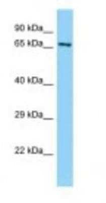 Western Blot ABLIM1 Antibody - BSA Free