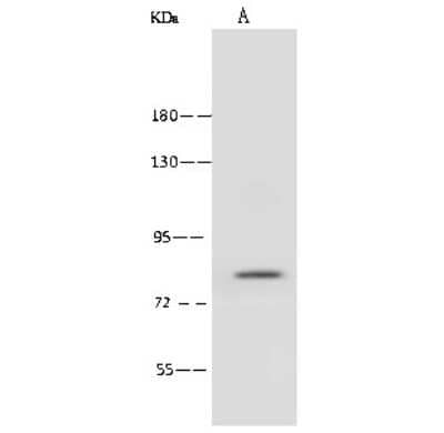 Western Blot: ABLIM1 Antibody [NBP2-99386] - Anti-ABLIM1 rabbit polyclonal antibody at 1:500 dilution. Lane A: HeLa Whole Cell Lysate Lysates/proteins at 30 ug per lane. Secondary Goat Anti-Rabbit IgG (H+L)/HRP at 1/10000 dilution. Developed using the ECL technique. Performed under reducing conditions. Predicted band size: 88 kDa. Observed band size: 88 kDa