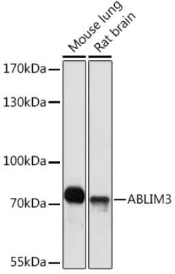 Western Blot ABLIM3 Antibody - Azide and BSA Free