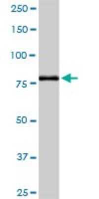 Western Blot: ABP1/AOC1 Antibody [H00000026-D01P] - Analysis of ABP1 expression in human placenta.