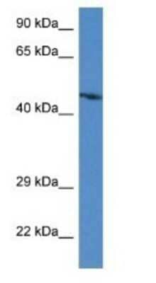 Western Blot ABRA Antibody - BSA Free
