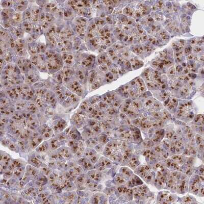 Immunohistochemistry: ABRO Antibody [NBP2-38355] - Staining of human pancreas shows strong granular cytoplasmic positivity in exocrine glandular cells.