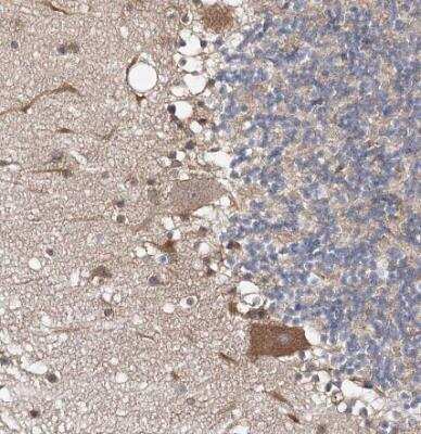 Immunohistochemistry-Paraffin: ABRO Antibody [NBP1-90282] - Staining of human cerebellum shows moderate cytoplasmic positivity in purkinje cells.