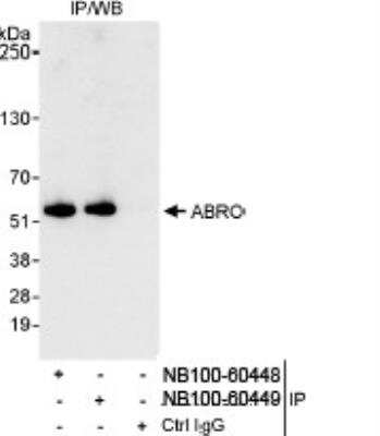 Western Blot: ABRO Antibody [NB100-60449] - Detection of Human ABRO on HeLa whole cell lysate using NB100-60449. ABRO was also immunoprecipitated by rabbit anti- ABRO antibody NB100-60448.