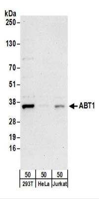 Western Blot ABT1 Antibody - BSA Free