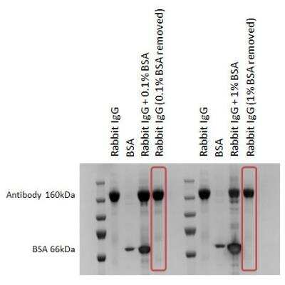 ABpure Antibody Purification Kit [260-0005] - SDS-PAGE shows the sample containing Rabbit IgG pre and post purification by using AbPure Purification kit. BSA has been successfully removed without compromising the antibody recovery.