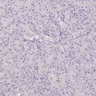 Immunohistochemistry-Paraffin: AC011484.2 Antibody [NBP2-58266] - Staining of human pancreas shows low expression as expected.