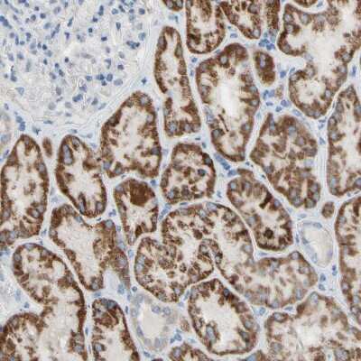 Immunohistochemistry-Paraffin: ACADL Antibody [NBP1-89289] - Staining of human kidney shows moderate granular cytoplasmic positivity in cells in tubules.