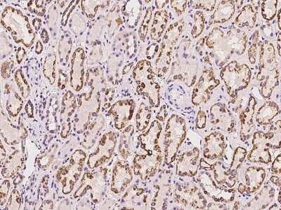 Immunohistochemistry-Paraffin: ACADL Antibody [NBP2-97409] - Immunochemical staining of human ACADL in human kidney with rabbit polyclonal antibody at 1:100 dilution, formalin-fixed paraffin embedded sections.