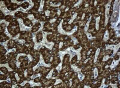 Immunohistochemistry: ACADS Antibody (OTI1D2) - Azide and BSA Free [NBP2-70061] - Analysis of Human liver tissue.