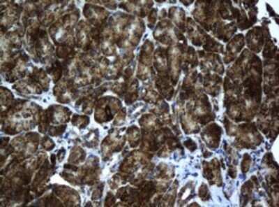 Immunohistochemistry: ACADS Antibody (OTI1D2) - Azide and BSA Free [NBP2-70061] - Analysis of Human pancreas tissue.