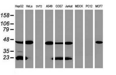 Western Blot: ACADS Antibody (OTI1D2) - Azide and BSA Free [NBP2-70061] - Analysis of extracts (35ug) from 9 different cell lines (HepG2: human; HeLa: human; SVT2: mouse; A549: human; COS7: monkey; Jurkat: human; MDCK: canine; PC12: rat; MCF7: human).