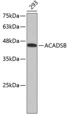 Western Blot: ACADSB Antibody [NBP3-03975] - Analysis of extracts of 293 cells, using ACADSB antibody . Secondary antibody: HRP Goat Anti-Rabbit IgG (H+L) at 1:10000 dilution. Lysates/proteins: 25ug per lane. Blocking buffer: 3% nonfat dry milk in TBST.