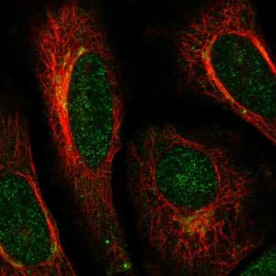 Immunocytochemistry/ Immunofluorescence ACAP3 Antibody - BSA Free