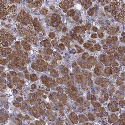 Immunohistochemistry-Paraffin: ACAT Antibody [NBP2-32052] - Staining of human adrenal gland shows strong cytoplasmic positivity in cortical cells.