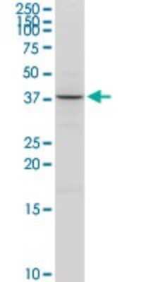 Western Blot: ACAT2 Antibody [H00000039-D01P] - Analysis of ACAT2 expression in Jurkat.