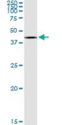 Western Blot: ACAT2 Antibody [H00000039-D01P] - Analysis of ACAT2 expression in mouse stomach.