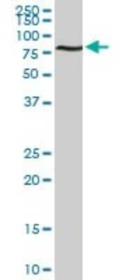 Western Blot: ACBD3 Antibody (2G2) [H00064746-M01] - ACBD3 monoclonal antibody (M01), clone 2G2. Analysis of ACBD3 expression in PC-12.