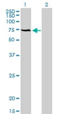 Western Blot: ACBD3 Antibody (2G2) [H00064746-M01] - Analysis of ACBD3 expression in transfected 293T cell line by ACBD3 monoclonal antibody (M01), clone 2G2.Lane 1: ACBD3 transfected lysate(60.6 KDa).Lane 2: Non-transfected lysate.