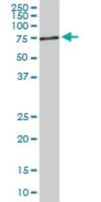 Western Blot: ACBD3 Antibody (2H2) [H00064746-M02] - ACBD3 monoclonal antibody (M02), clone 2H2. Analysis of ACBD3 expression in PC-12.