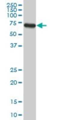 Western Blot: ACBD3 Antibody (2H2) [H00064746-M02] - ACBD3 monoclonal antibody (M02), clone 2H2. Analysis of ACBD3 expression in A-431.